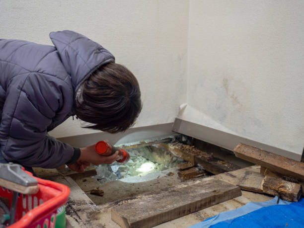  Victor, ID Mold Removal Pros