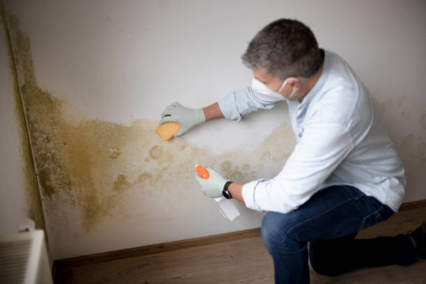 Best Air Quality Testing for Mold Spores  in Victor, ID